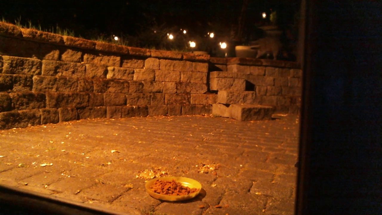 The patio at night through the glass door: string lights over a stone wall, a plate of food on the pavers, and a raccoon mid-stride along the top of the wall.